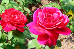 Закладка оранжереи роз